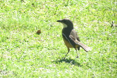 Laniarius ferrugineus ferrugineus