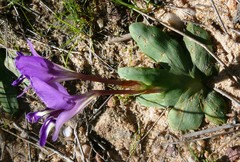 Sparaxis metelerkampiae