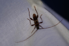 Coptocercus rubripes