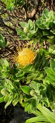 Leucospermum