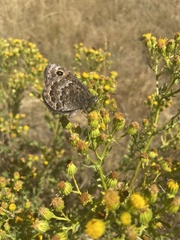 Satyrus actaea