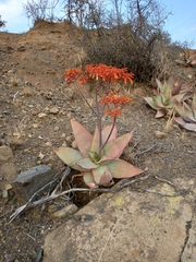 Aloe striata