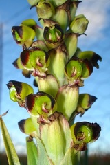 Pterygodium ingeanum