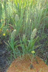 Pterygodium ingeanum
