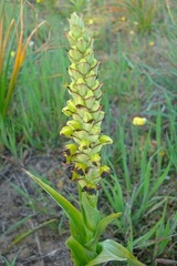 Pterygodium ingeanum