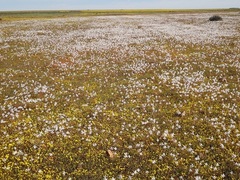 Cyanella alba alba