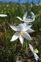 Cyanella alba alba