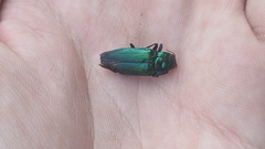 Eurythyrea