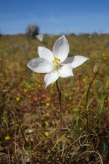 Cyanella alba alba