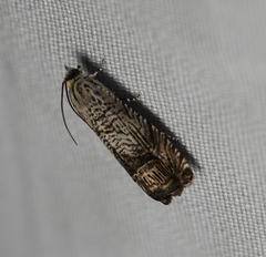 Ofatulena duodecemstriata