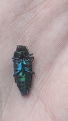 Eurythyrea