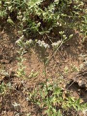 Sericocarpus oregonensis
