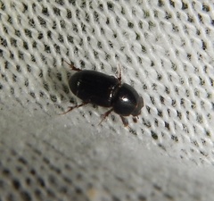Nialus varians