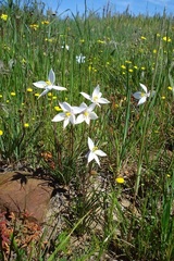 Cyanella alba alba