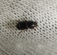 Nialus varians