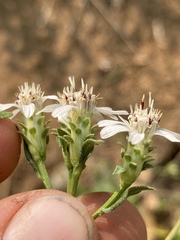 Sericocarpus oregonensis