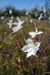 Cyanella alba alba
