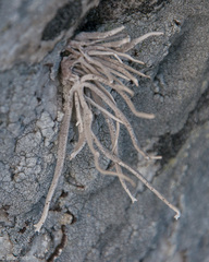 Roccellina hypomecha hypomecha