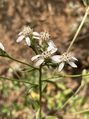 Sericocarpus oregonensis