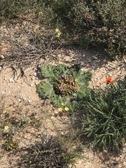 Arctopus echinatus
