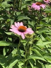 Echinacea