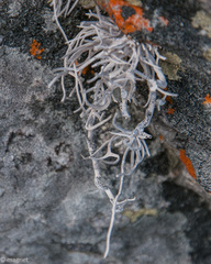 Roccellina hypomecha hypomecha