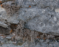 Roccellina hypomecha hypomecha