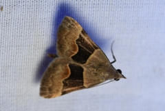 Hemeroplanis incusalis