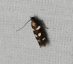 Filatima arizonella