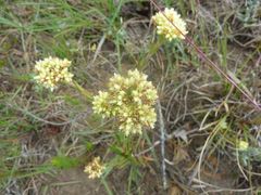 Crassula subulata subulata