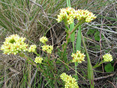 Crassula subulata subulata