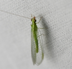 Chrysoperla pudica-group