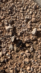 Eleodes suturalis