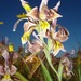 Gladiolus uysiae - Photo (c) juddkirkel, μερικά δικαιώματα διατηρούνται (CC BY-NC)