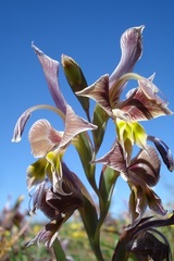 Gladiolus uysiae