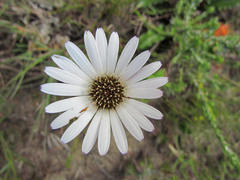 Gerbera serrata