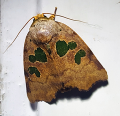 Xenochroa chlorostigma