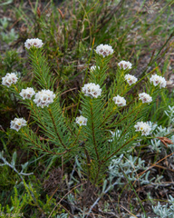 Lachnaea densiflora