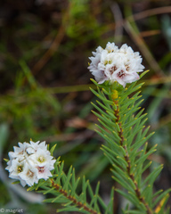 Lachnaea densiflora