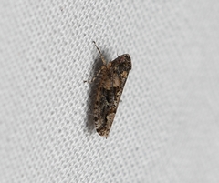 Dixianus utahnus