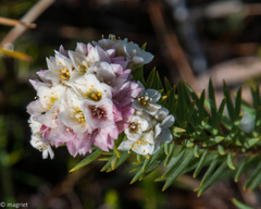 Lachnaea densiflora