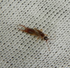 Labiinae