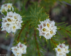 Lachnaea densiflora