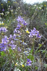 Nemesia leipoldtii