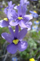 Nemesia leipoldtii