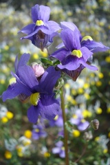 Nemesia leipoldtii