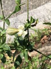 Silene latifolia