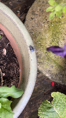 Calliphora