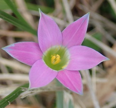 Romulea rosea australis