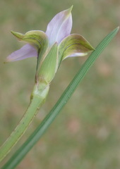 Romulea rosea australis